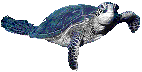 tortoise picha-za-michoro-gif